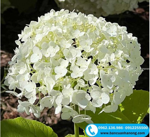 Cây cẩm tú cầu thân gỗ cho hoa đẹp màu trắng và hồng - 09122.55500 