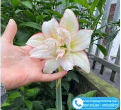 Cây Hoa Huệ Tây Cánh Đơn, Cánh Kép Đủ Màu