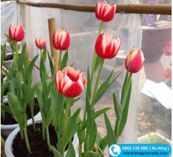 Cây hoa Tulip