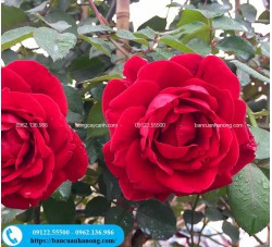  Cây hồng leo Hải Phòng leo giàn nhanh, ra hoa 4 mùa