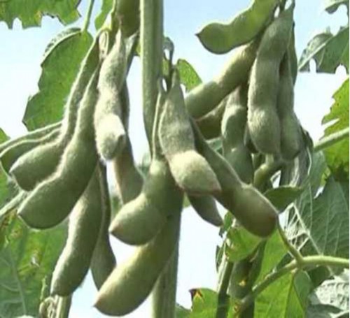 Giống Đậu Tương Cao Sản DT51