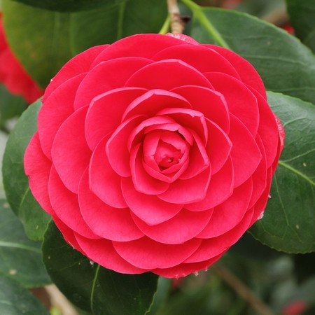 Camellia japonica trà mi