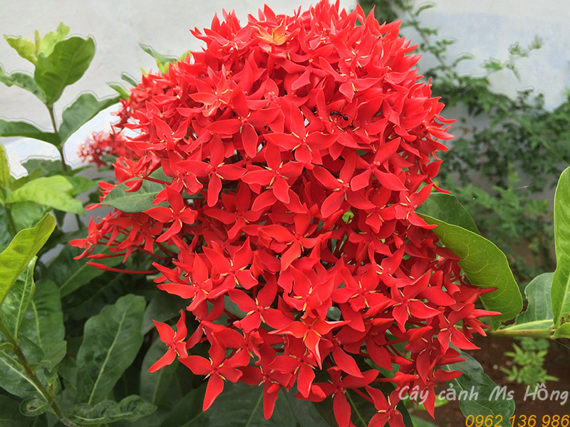 Pentas star flower mẫu đơn mỹ