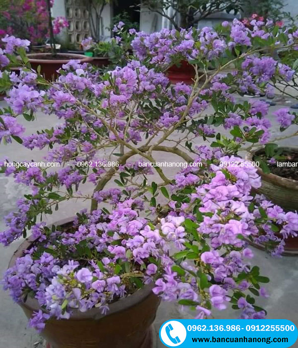 Giớ thiệu cây hoa linh sam màu tím đẹp