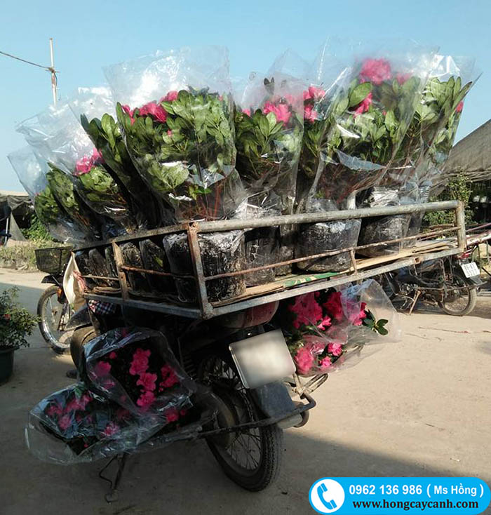 bán hoa đỗ quyên tại Hà Nội