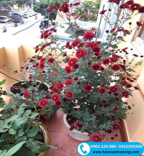 Hoa cúc cổ sơn la màu đỏ đậm nở từ tháng 11 đến tháng 4