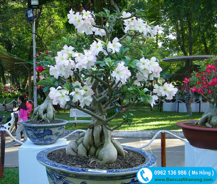 cây hoa đại bonsai