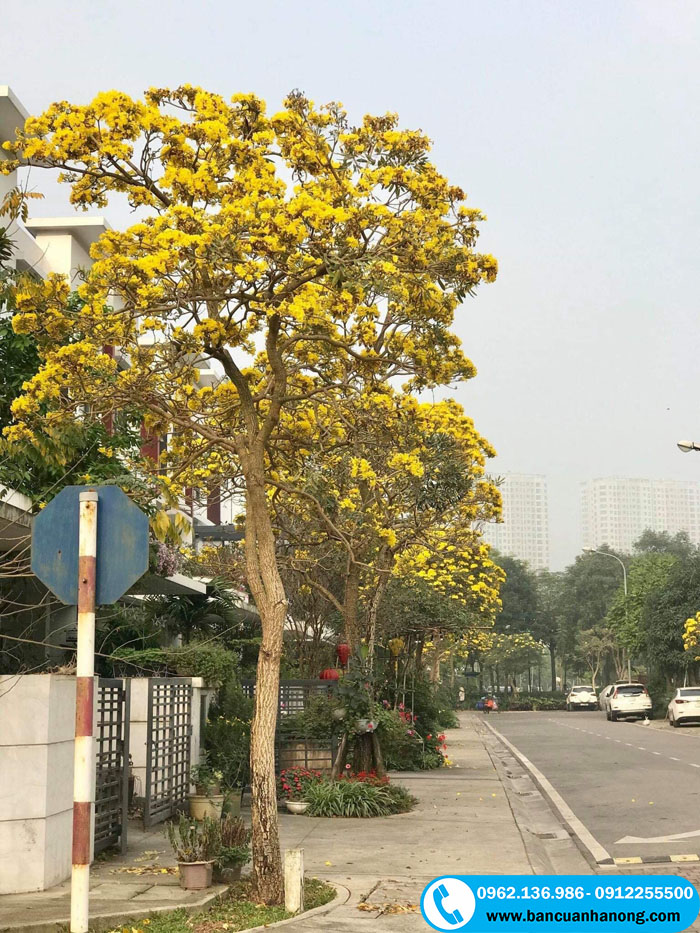 Hình ảnh cây phong linh vàng trồng tạo cảnh quan đẹp trên tuyến phố