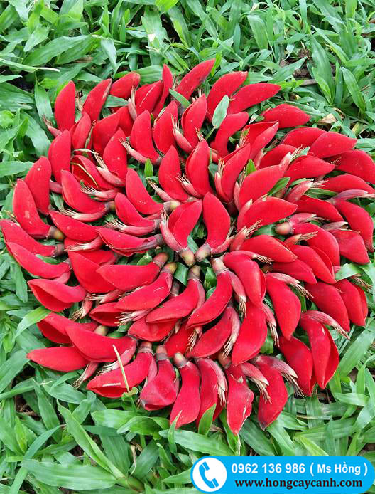 cây osaka hoa đỏ