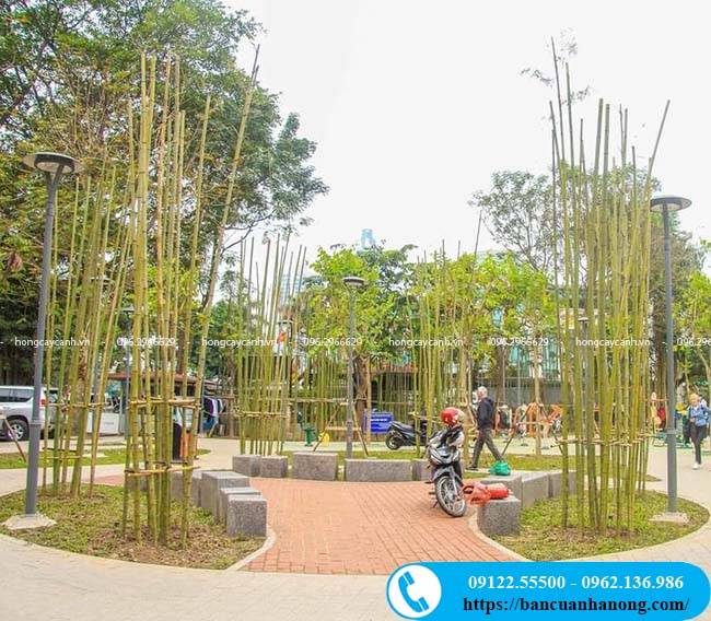Cây trúc sào trồng tại hồ Trúc Bạch, Hà Nội