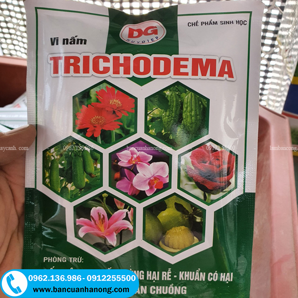 Hòa chế phẩm trichoderma để tưới vào gốc cây bị bệnh nấm