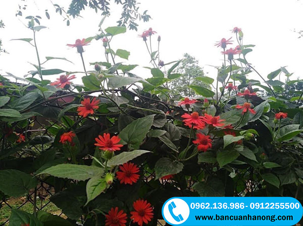 Hình ảnh hoa cúc mexico màu đỏ