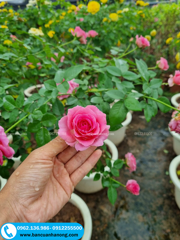 Hoa hồng lafont được lai tạo vào năm 2004 tại Pháp