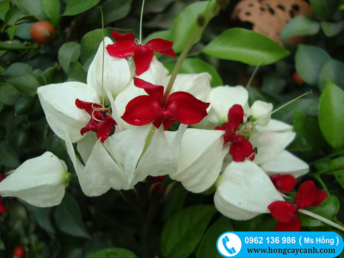 Hoa ngọc nữ cánh trắng nhị đỏ