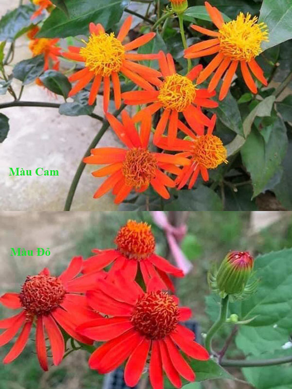Cúc mexico có hai màu là đỏ và cam