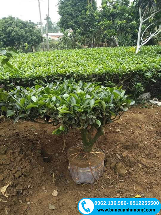 Cây trà xanh đang được di chuyển nơi trồng