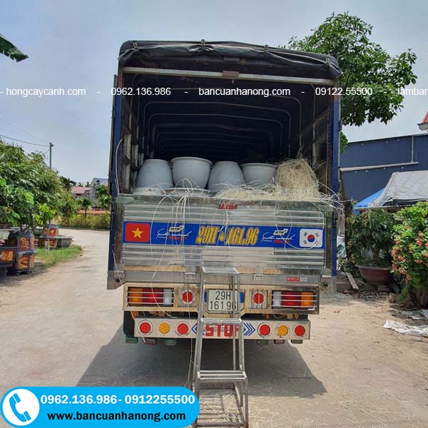 Chuyến chậu tròn 50cm đang được vận chuyển đến Quảng Ninh