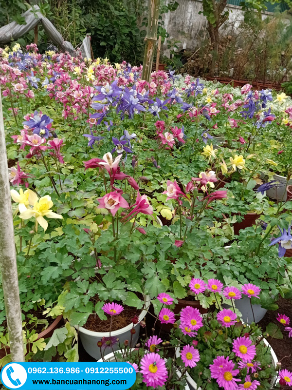 Nhà vườn bán cây hoa bồ câu khỏe mạnh