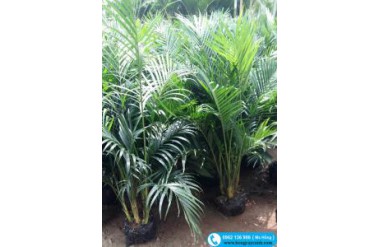 Những lưu ý cần biết khi trồng và chăm sóc cây cau phú quý