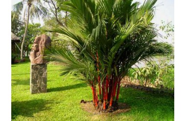 Ý nghĩa và kỹ thuật trồng cây cau thân đỏ mang may mắn