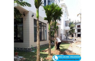 Cây Cau Lai – xu hướng mới cho người chơi cây cảnh