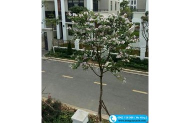 Ý nghĩa tác dụng cây hoa ban