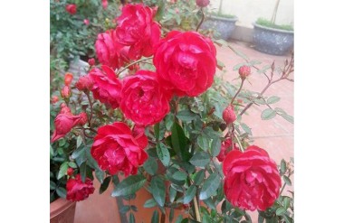 Những giống hoa hồng nội cho ra sai hoa