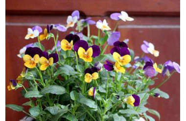 Ý nghĩa và biểu tượng hoa viola có thể bạn chưa biết