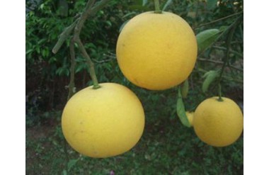 Bưởi Diễn cháy hàng Tết