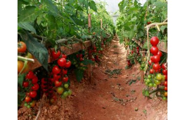 Kỹ thuật trồng cà chua bi cherry