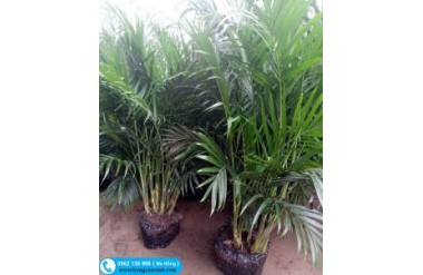  Những lưu ý khi chọn mua cây cau phú quý