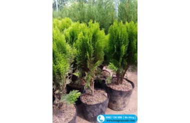 Phân loại cây trắc bách diệp và tác dụng của cây