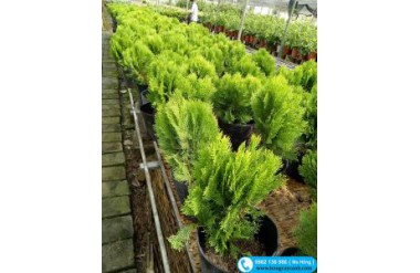 Ý nghĩa và cách trồng cây trắc bách diệp xanh tốt