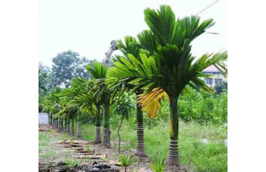 Làm gì để cây Cau Lai nhanh ra hoa?