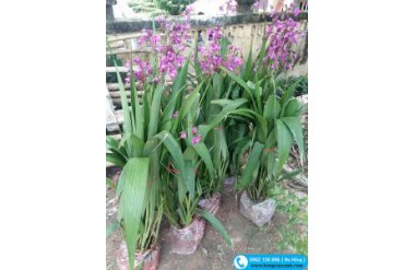 Hướng dẫn chi tiết cách chăm sóc cây hoa chu đinh lan
