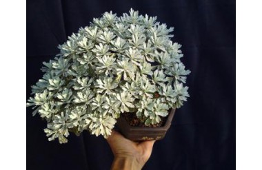 Kỹ thuật trồng cây hoa cúc mốc theo dáng bonsai đơn giản