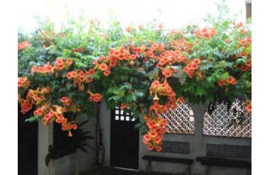 Kỹ thuật trồng và chăm sóc cây lan tiêu cho người mới trồng