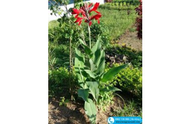 Kỹ thuật trồng và chăm sóc cây dong riềng cho hoa đẹp