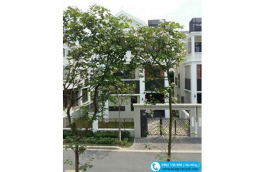 Hướng dẫn kỹ thuật trồng cây hoa ban nở hoa đúng thời vụ