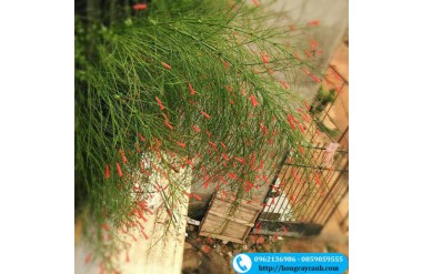 Nên trồng cây hoa liễu pháo ở đâu và khi nào