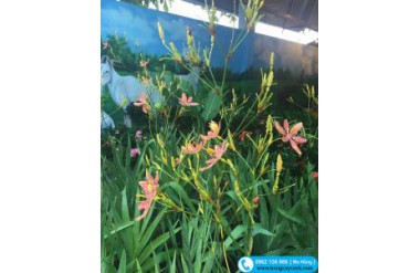 Tổng hợp 4 cách chữa viêm họng hiệu quả bằng cây hoa rẻ quạt