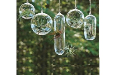 Hướng dẫn trồng cây Không Khí đơn giản tại nhà