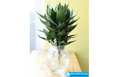 Bật mí kinh nghiệm trồng cây phát lộc thủy sinh