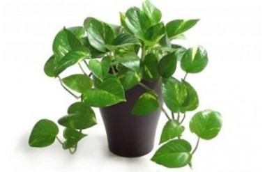 Cây phong thủy mang lại tài khí tốt cho 12 con giáp