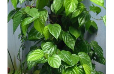 Đặc điểm và công dụng cây trầu không không phải ai cũng biết