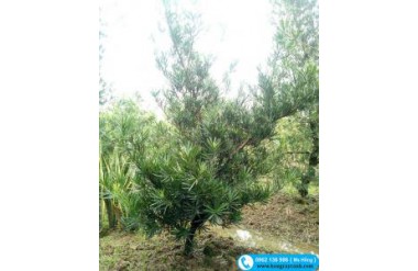 Những điều cần lưu ý khi chăm sóc cây tùng la hán