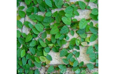 Cách nhân giống cây vảy ốc