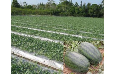Kỹ thuật trồng dưa hấu có trải bạt nhựa
