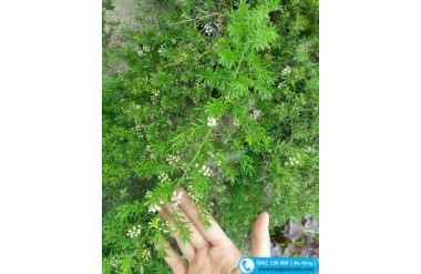 Cách trồng và chăm sóc cây kim môn đồng