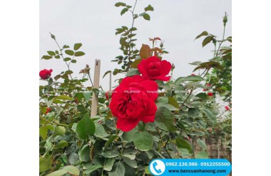 5 loại hoa hồng ta đẹp dễ chăm sóc